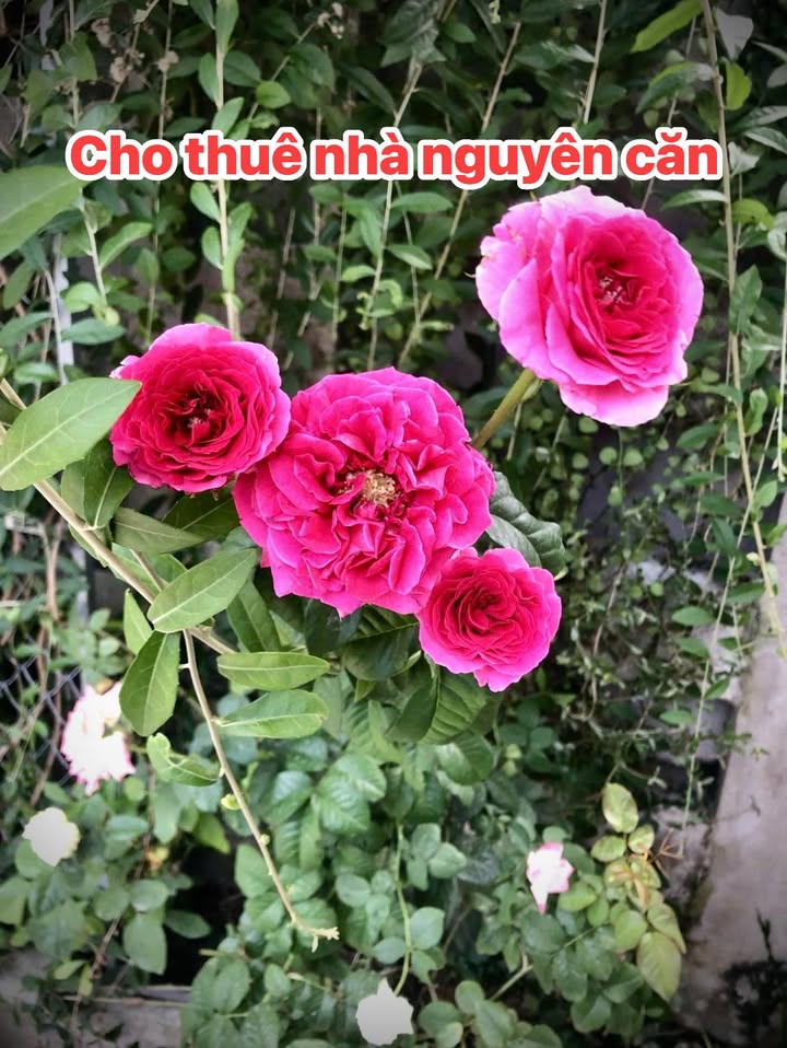 Nhà cho thuê 3 tầng mặt tiền đường Trương Định - Quảng Ngãi giá chỉ 15 triệu