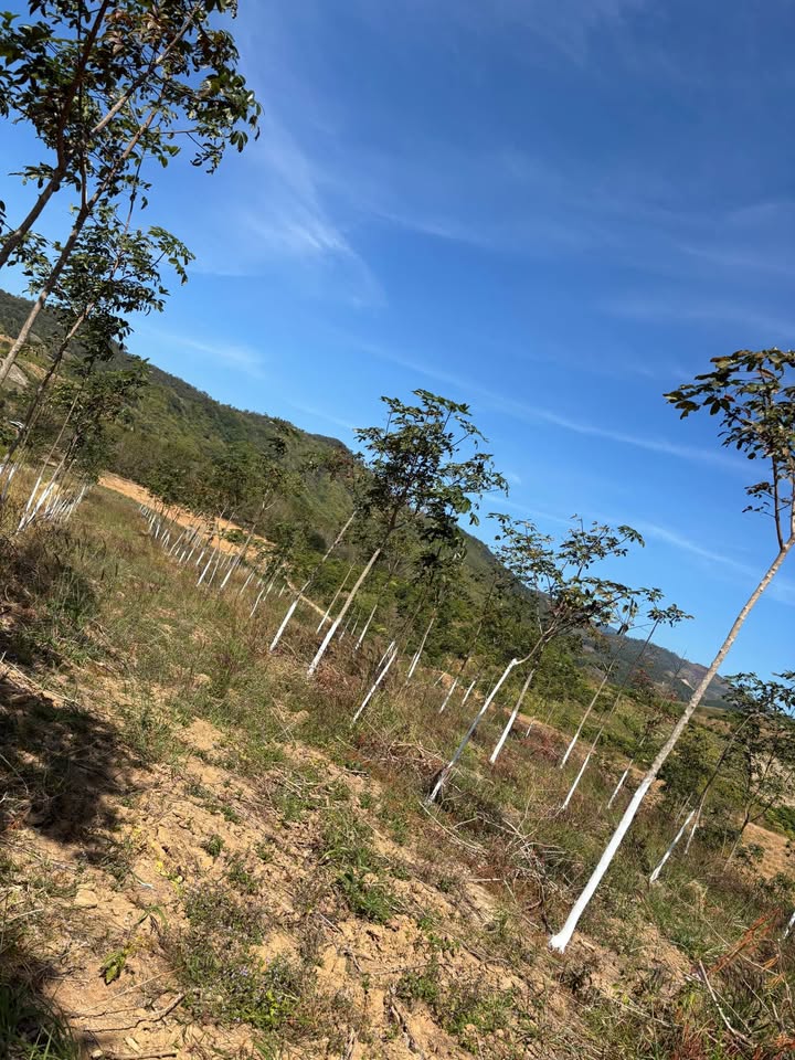 Đất nông nghiệp 2ha Tân Lập, Kon Rẫy - Cây cao su năm thứ 3, giá chỉ 800 triệu!