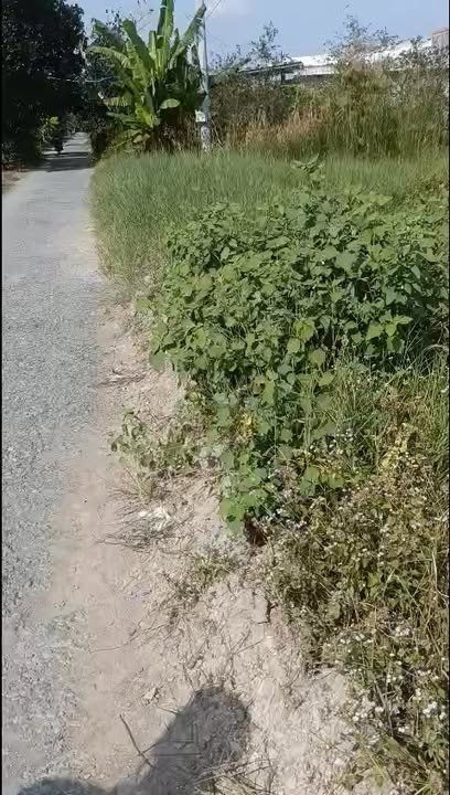 Đất cho thuê 15.000m² tại Xã Thanh Mỹ, Huyện Tháp Mười - Giá chỉ 15 triệu/công!