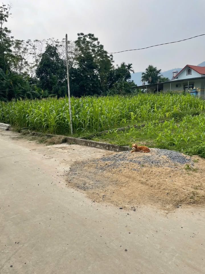 Đất nền 126m² tại Thanh Thuỷ, Phú Thọ giá 6 tỷ - Mặt tiền 6m, gần đường HCM!