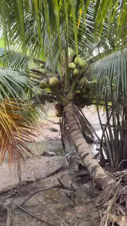 Đất nghỉ dưỡng 1400m² tại rạch Mật Cật, Cái Răng - Giá 2.5 tỷ, thu hoạch ngay!