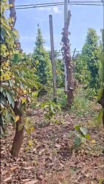 Lô đất 1,2ha tại Cumgar, Đắk Lắk chỉ 1,65 tỷ - Đầu tư sinh lời tuyệt vời!