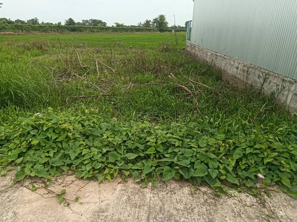 Đất nền 76m² tại ấp Đông Phước, xã Đông Hiệp - Giá 260 triệu VND - Pháp lý rõ ràng