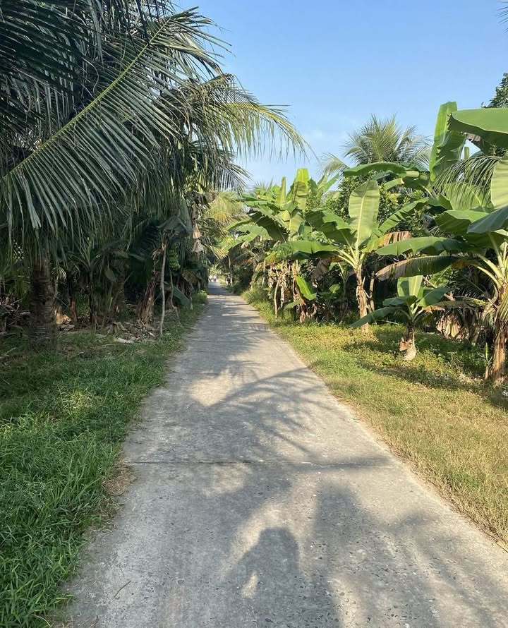 Đất vườn dừa tại xã Hữu Định, Châu Thành, Bến Tre 3600m² - Đầu tư sinh lời hiếm có!