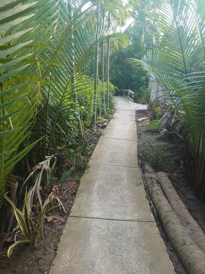 Đất farm Lộc Hòa, Vĩnh Long 579m² giá 200 triệu - View sông mát mẻ lý tưởng!