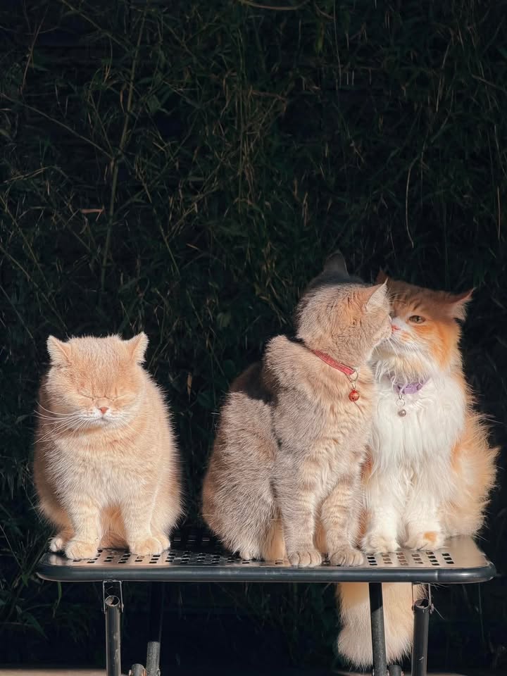 Đất nền xã Quảng Hải 100m² giá chỉ 300 triệu - Cơ hội đầu tư hấp dẫn!