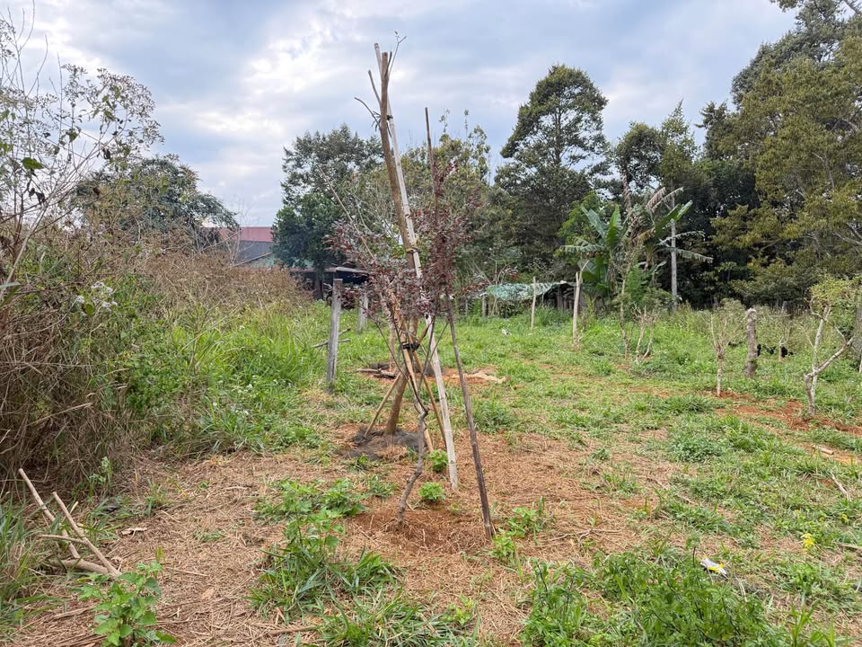 Đất hẻm đường 1/5 B'lao 169m² giá 1.65 tỷ - Đầu tư sinh lời ngay!