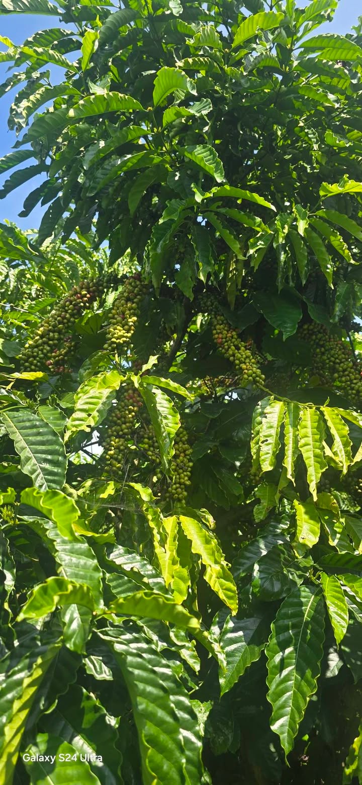 Farm 3.4ha tại Hoài Đức, Lâm Hà giá 40.8 tỷ - Kinh doanh cafe sinh lời!