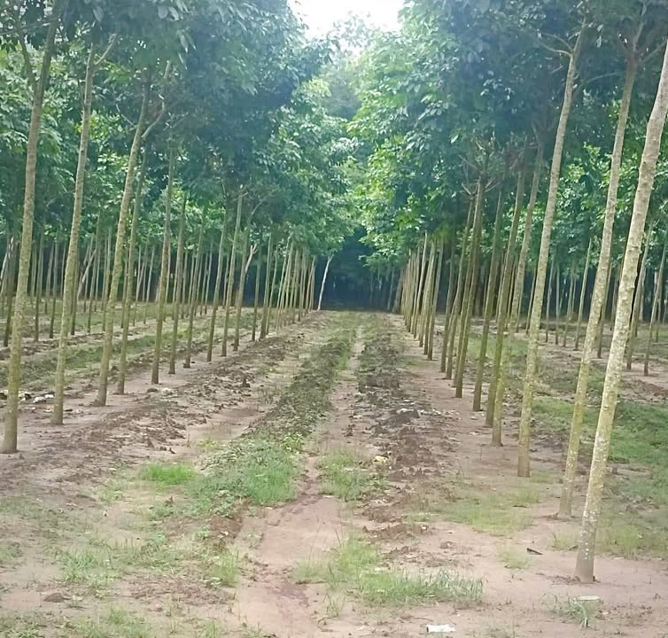 Đất cao su 1,9ha tại xã Phước Sang, Bình Dương - Giá chỉ 7.7 tỷ