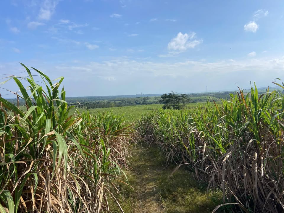 Đất nền 1.6ha tại xã Ea Sô, huyện Ea Kar chỉ 890 triệu - Cơ hội đầu tư hấp dẫn!