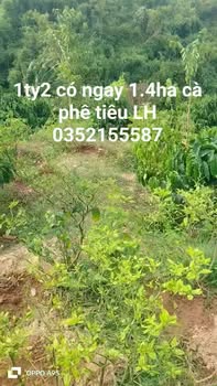 Farm 1.4ha Đắk Wil, Đắk Nông giá chỉ 1.2 tỷ - Đầu tư sinh lời hấp dẫn!
