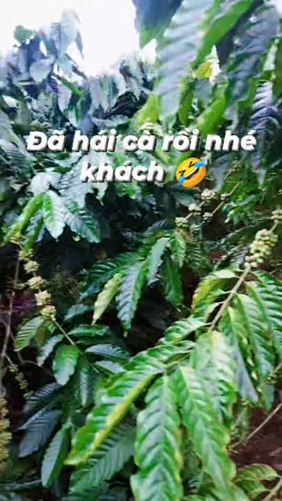 Đất nền 1ha tại Quảng Lập, Đơn Dương - Giá chỉ 1.33 tỷ, cơ hội đầu tư tuyệt vời!