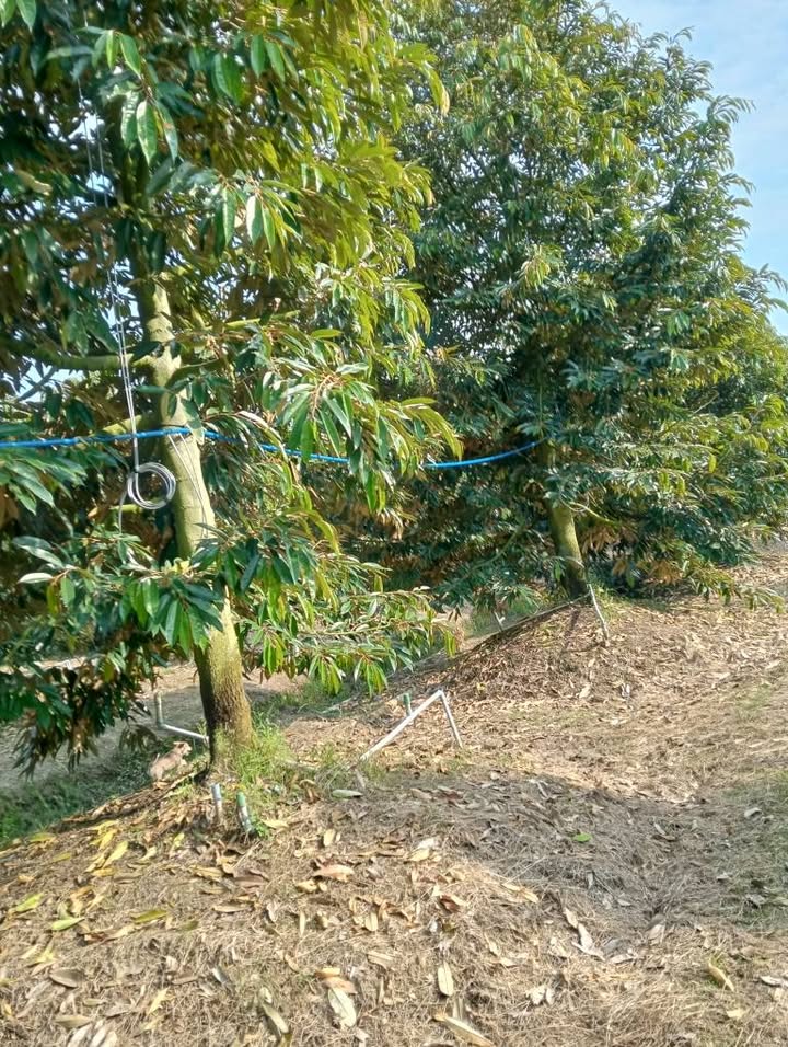 Bán vườn sầu riêng Thái 40 công tại xã An Khánh, Châu Thành - Đầu tư sinh lời cao!