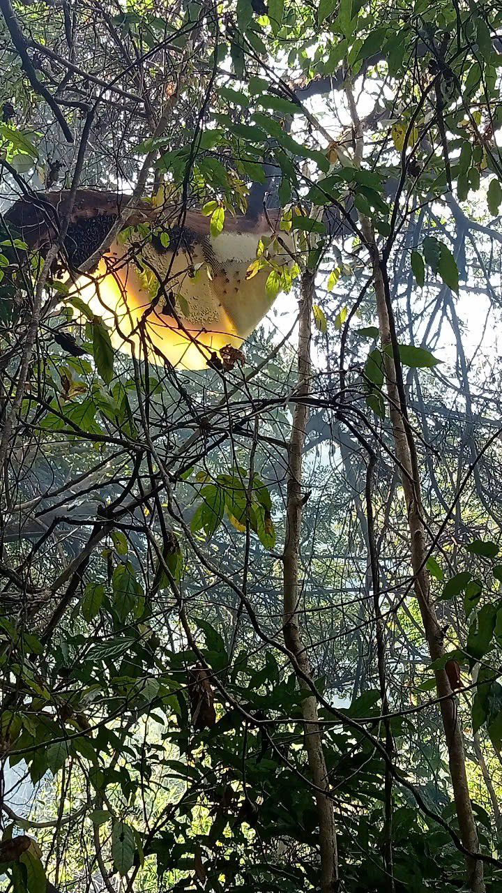 Đất thổ cư 900m² 2 mặt đường ô tô tại Canh Vinh - Sổ hồng chính chủ!