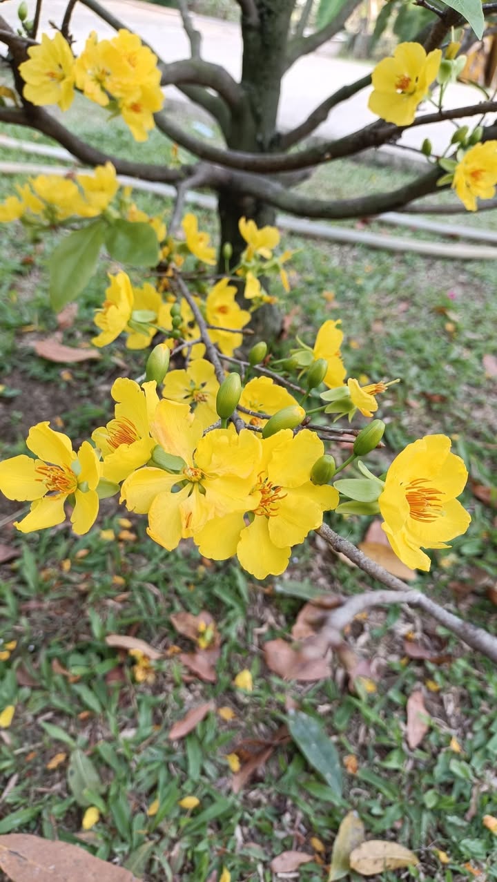 Đất Đạ Lây, Huyện Đạ Huoai, 7500m² giá 1.25 tỷ - Đầu tư sinh lời hấp dẫn!