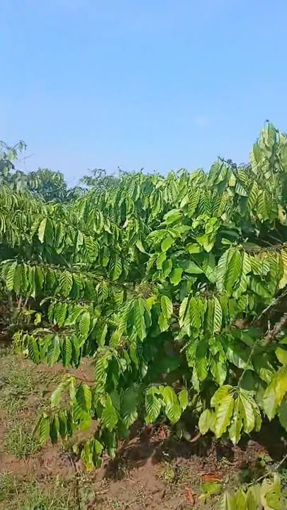 Đất nền Hòa Ninh, Di Linh 16.800m² giá 2.2 tỷ - Cơ hội đầu tư tuyệt vời!