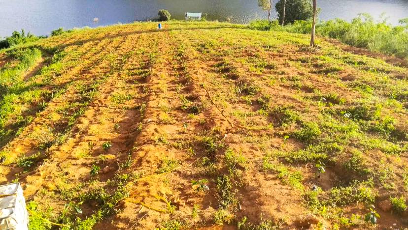 Đất Farm 6ha tại Đắk Ruồng, Kon Rẫy, Kon Tum - Đầu tư sinh lời hấp dẫn!