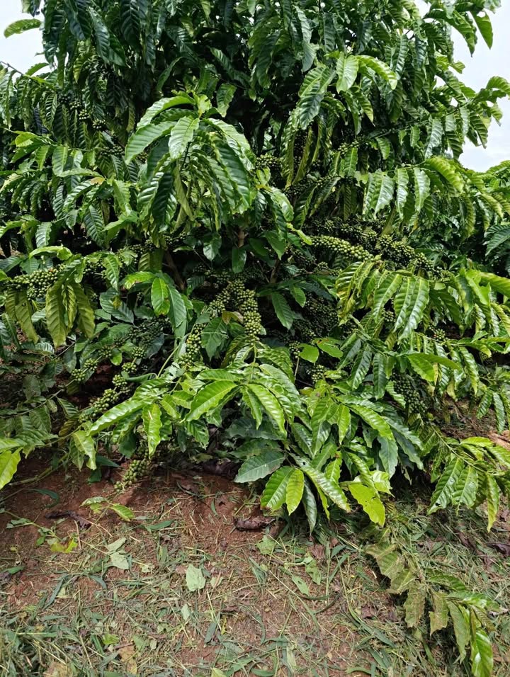 Đất nền xã Tân Văn, huyện Lâm Hà 14,4ha giá 1,9 tỷ - Cơ hội đầu tư hấp dẫn!