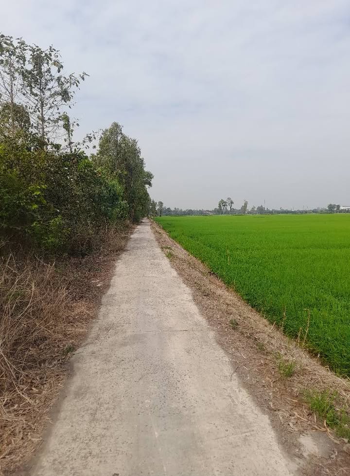 Đất nông nghiệp xã Bình Thành 6480m² giá 2.2 tỷ - Tiềm năng phát triển lớn!