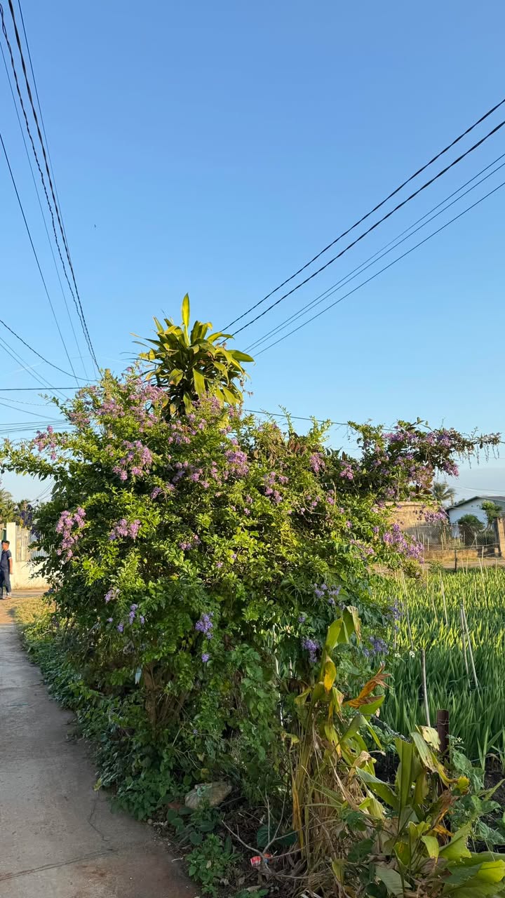 Đất thổ cư Buôn Kbu - Hòa Khánh 180m² chỉ 400 triệu - Cơ hội đầu tư tốt!