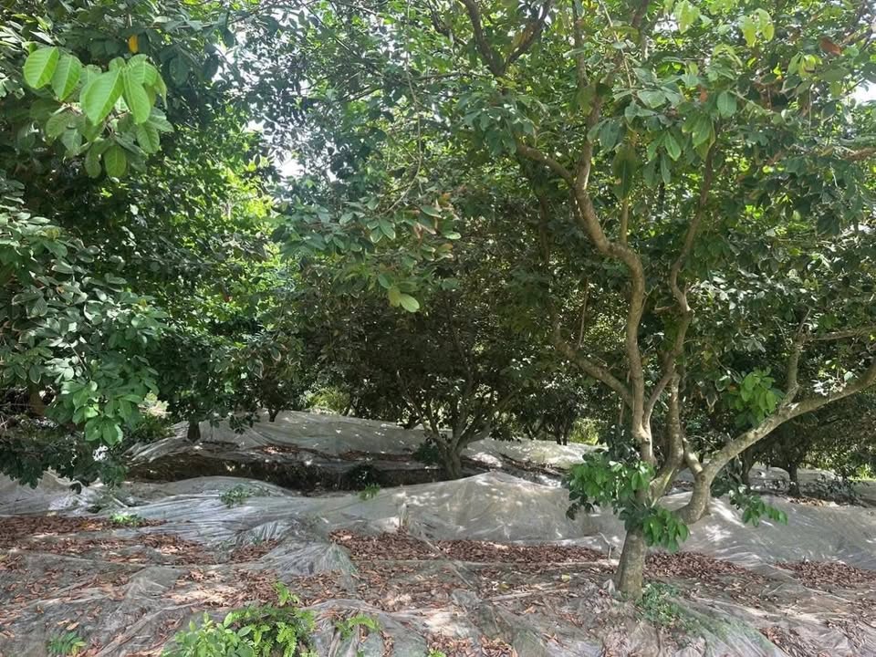 Đất nông nghiệp 1878m² tại Sơn Định, Chợ Lách chỉ 550 triệu - Đầu tư sinh lời ngay!