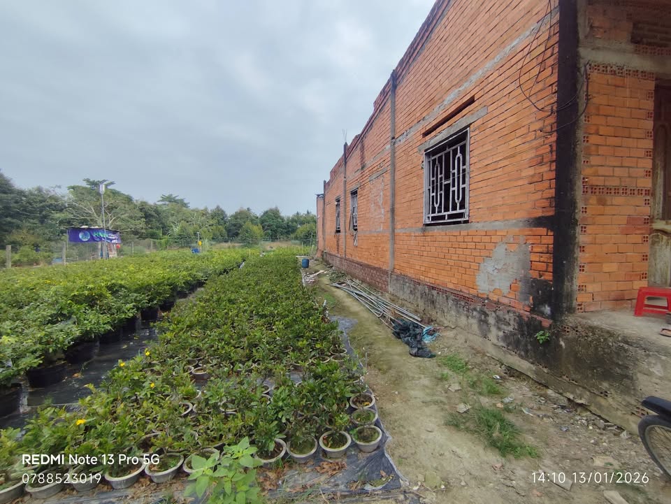 Đất nông nghiệp 30.000m² tại Hưng Khánh Trung B, Chợ Lách, Bến Tre - Giá chỉ 1.5 tỷ, thương lượng!