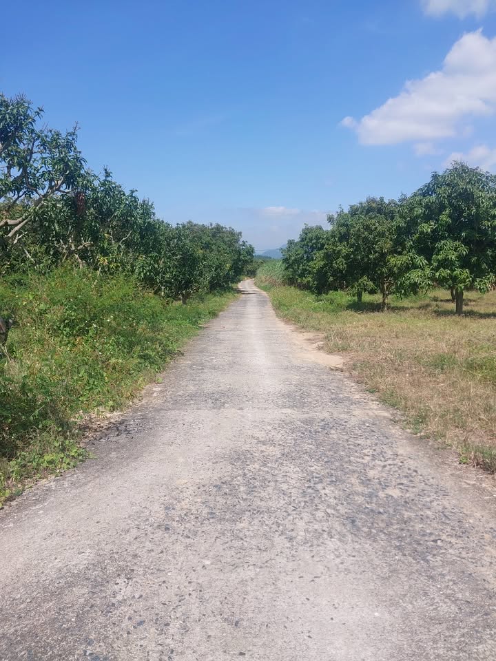 Farm 10 hecta tại Cam Hiệp Bắc, Khánh Hòa giá 8 tỷ - Đường bê tông ô tô vào tận nơi!
