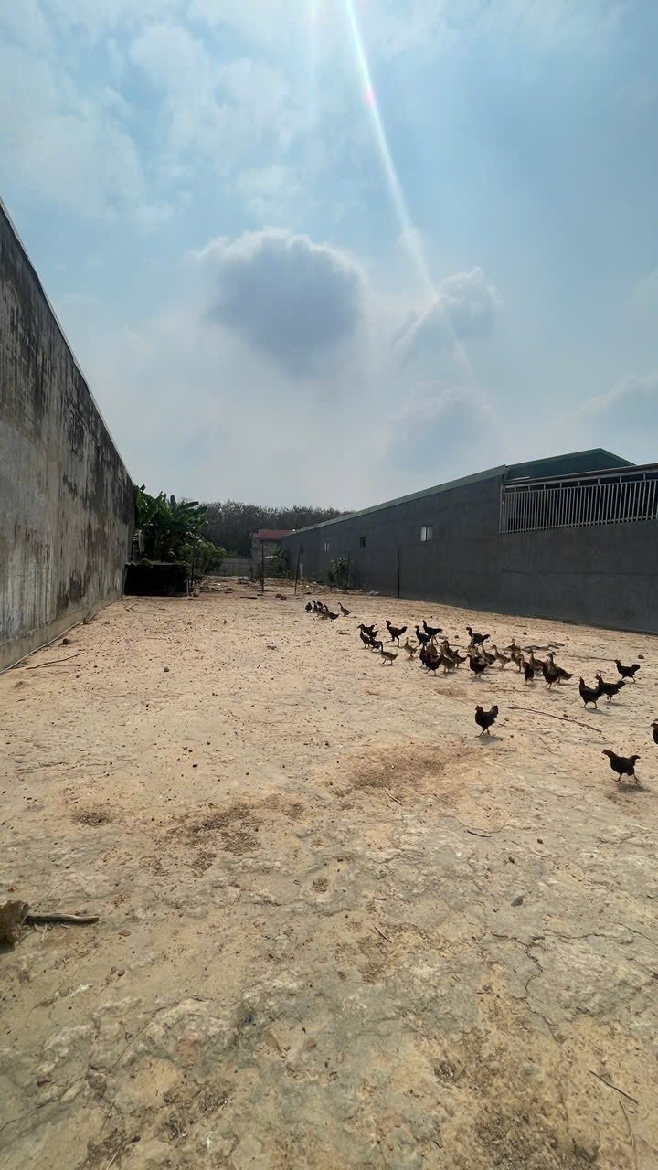 Đất nền 1.068m² tại Tân Vĩnh Hiệp, Tân Uyên, giá 9.5 tỷ - Tiềm năng sinh lời cao!