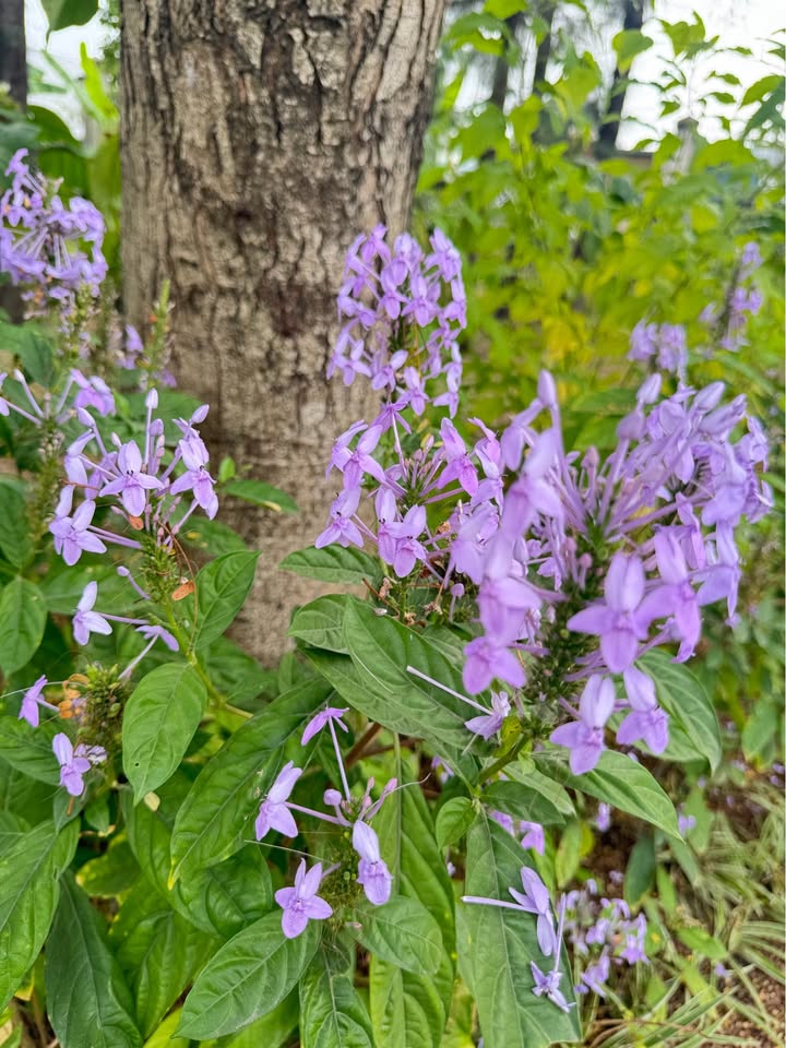 Đất nền Trường Lưu Thủ Đức 93m² giá 5.75 tỷ - Vị trí đẹp, tiện ích xung quanh!