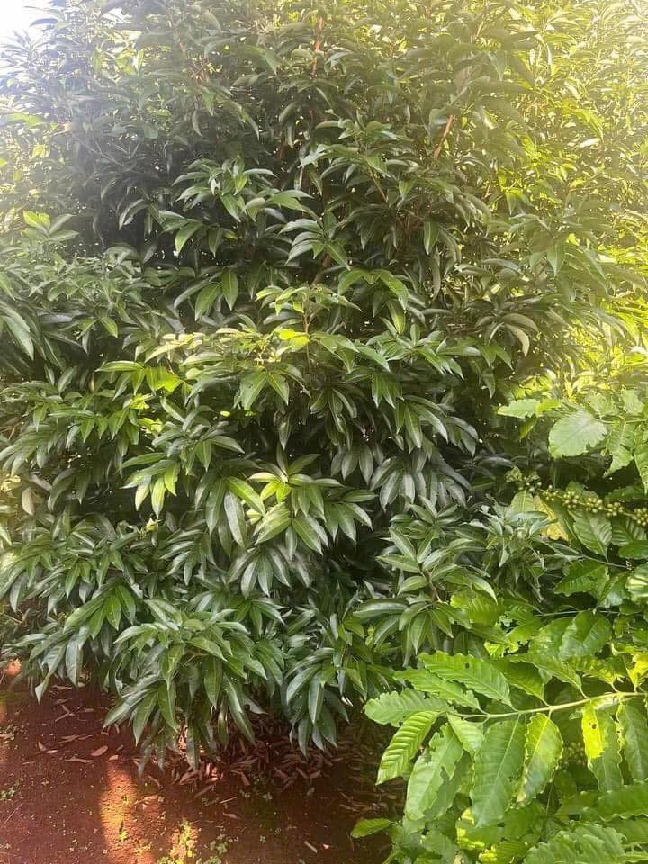 Đất nông nghiệp 1800m² tại Hòa Khánh, Buôn Ma Thuột - Cơ hội đầu tư tuyệt vời!