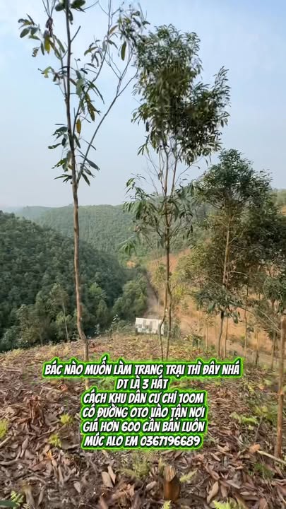 Đất Farm 3ha tại Quy Mông, Yên Bái - Cơ hội đầu tư tuyệt vời!