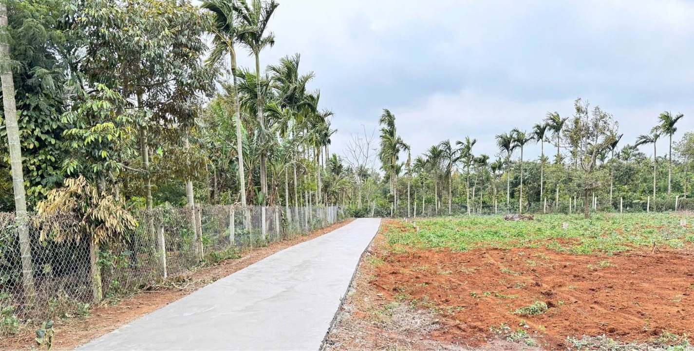 Đất nền Xã Ea Puk, Huyện Krông Năng 250m² giá 545 triệu - Tiềm năng đầu tư sinh lời!