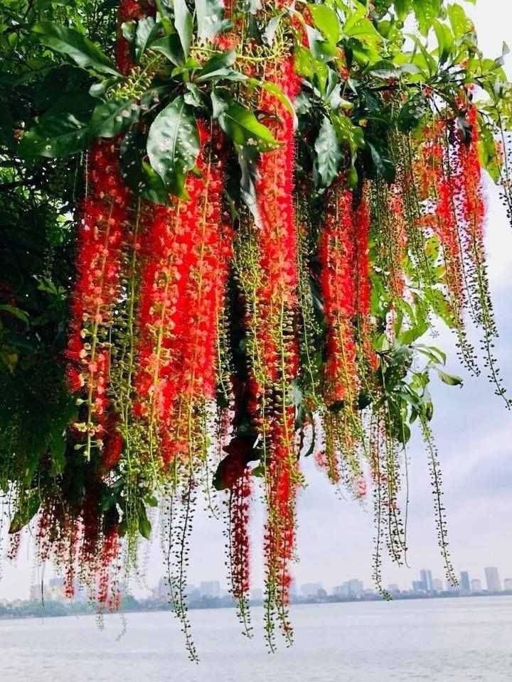 Lô đất trục liên thôn xã Danh Thắng 100m² giá chỉ 1.6 tỷ - Cần tiền bán gấp!