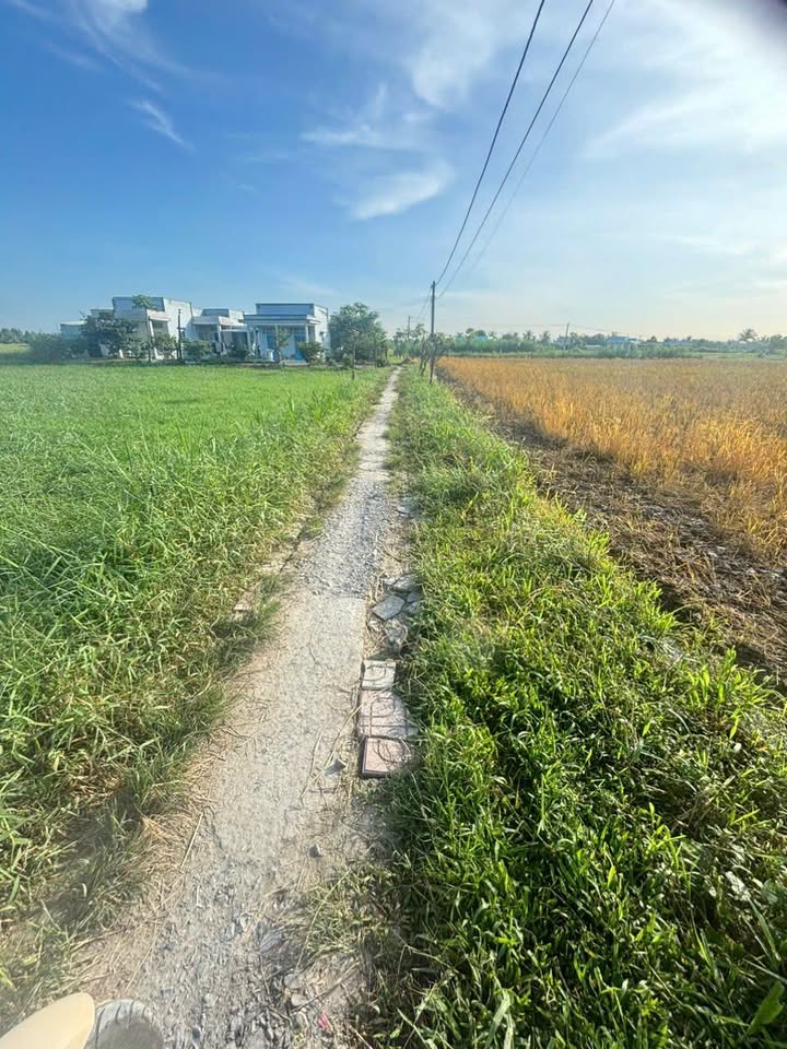 Đất lúa 7000m² 2 mặt tiền đường tại khu phố Mỹ Xuân, Gò Công - Giá chỉ 4.13 tỷ!