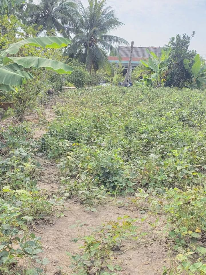 Đất lúa 3600m² tại Ấp Hòa Bình, Gò Công Đông chỉ 245 triệu - Cơ hội đầu tư hấp dẫn!