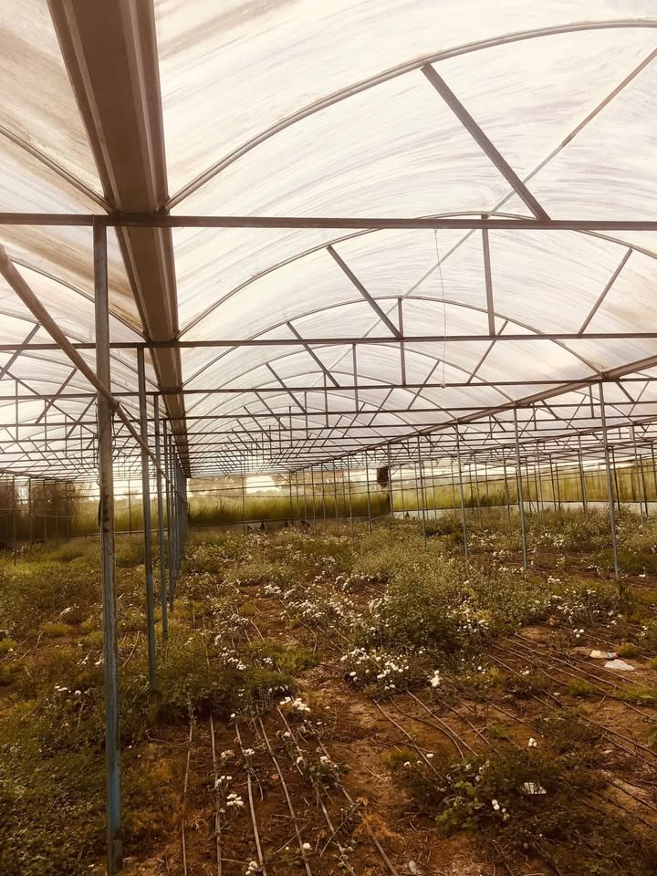 Farm 1,3 sào tại Thị trấn Đinh Văn, Huyện Lâm Hà - Giá chỉ 50 triệu!