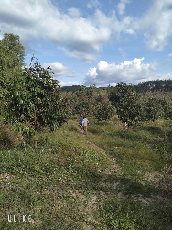 Bán lô farm sầu riêng 5.000m² tại Mỹ Đức, Đạ Huoai - Giá chỉ 700 triệu VND, thương lượng nhẹ!