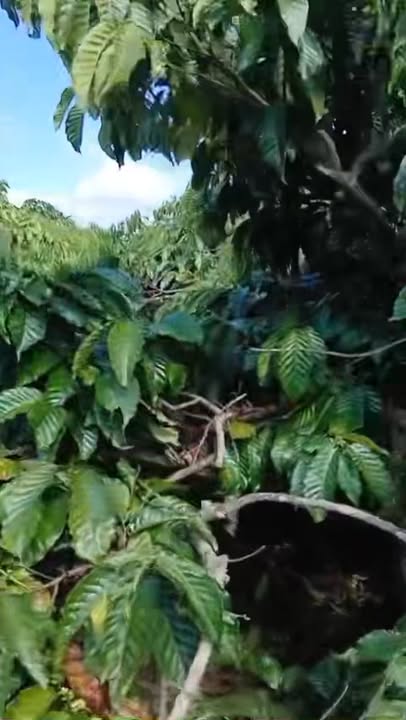 Đất nền 1.4ha xã Trang, Đăk Đoa, Gia Lai giá 3.8 tỷ - Chính chủ không qua trung gian!