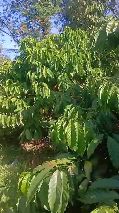 Đất nền Thị trấn Ia Kha 500m² giá 350 triệu - Đầu tư sinh lời ngay!