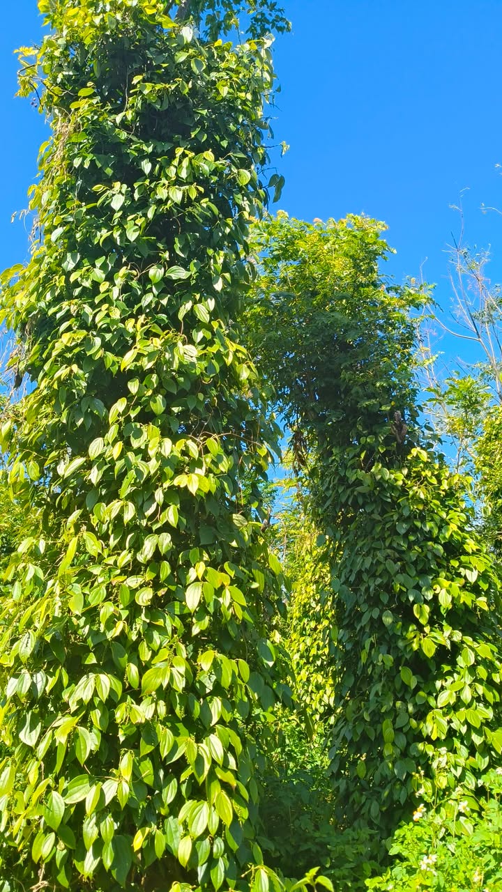 Đất nông nghiệp 1 ha tại Lơ Pang, Gia Lai - Giá chỉ 250 triệu, thích hợp trồng tiêu!