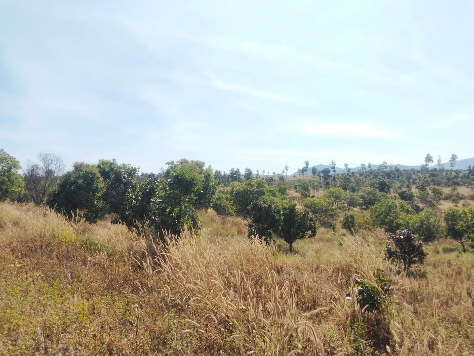 Đất nền Làng Kuc, Xã Ia O, 2ha giá 280 triệu - Cơ hội đầu tư sinh lời!