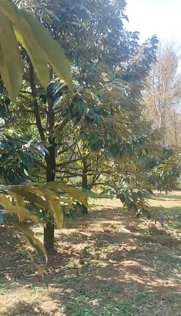 Farm cho thuê tại Xã Ia Chia, Huyện Ia Grai, 150 cây sầu riêng - Giá chỉ 500 triệu!