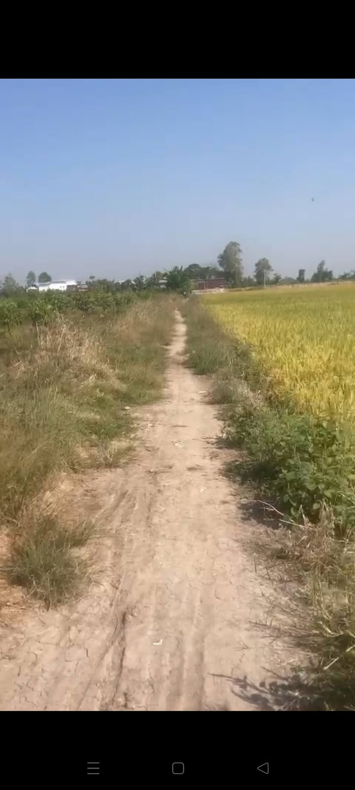 Farm 50.000m² tại Mỹ Quý, Đồng Tháp giá chỉ 300 triệu - Đầu tư sinh lời ngay!