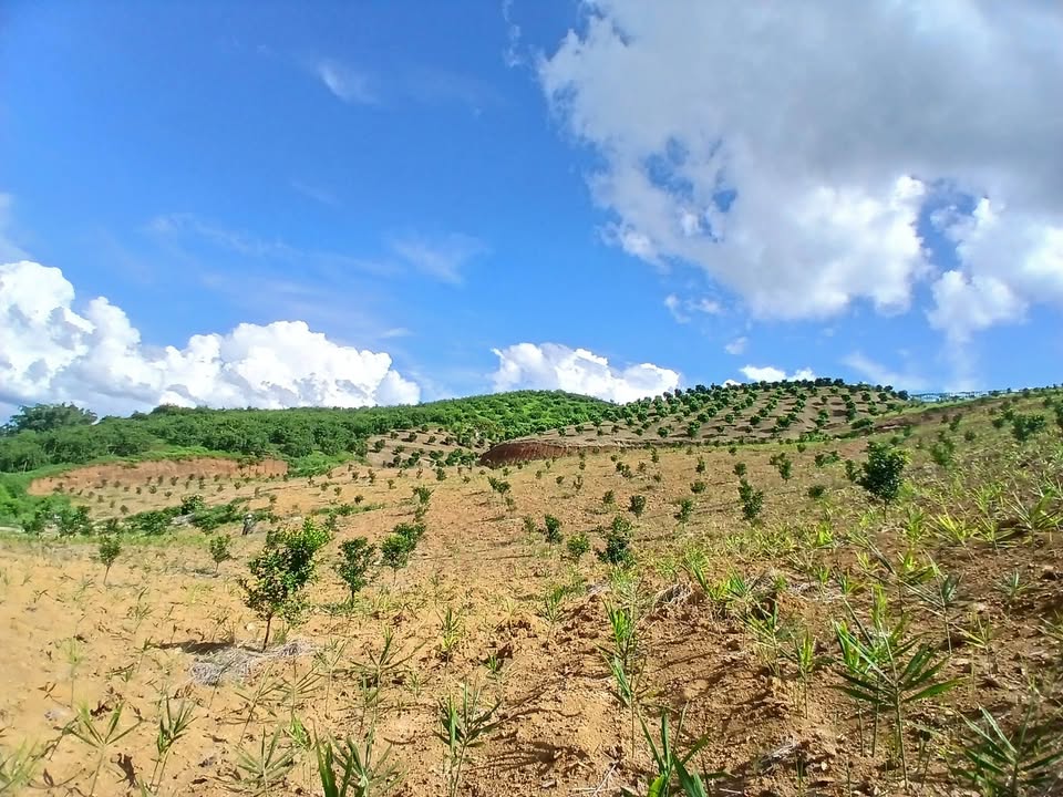 Bán đất nông nghiệp tại tiểu khu 9, xã Tân Yên, 1,1ha - Đầu tư lý tưởng cho mùa vụ mới!