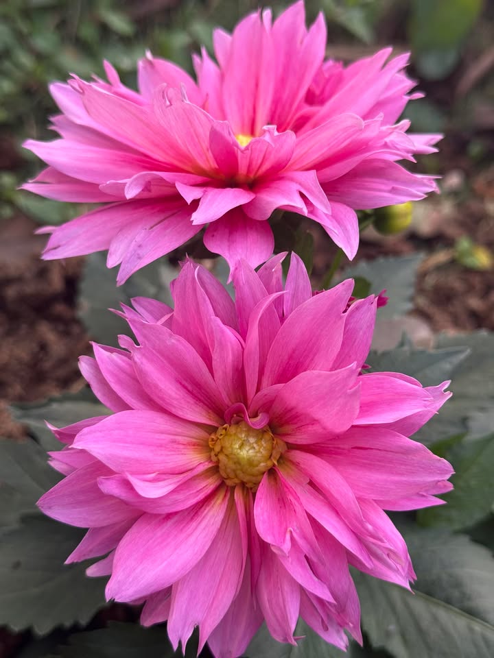 Đất nền Tổ Dân Phố 68, Phường Vân Sơn, 120m², Giá 5.2 tỷ - Vị trí đắc địa gần cao tốc