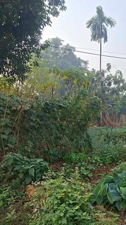 Đất nền QL70B, Huyện Thanh Sơn, 277m² - Cơ hội đầu tư hấp dẫn!