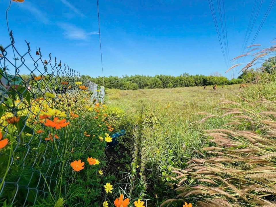 Đất nền 1008m² xã Đất Đỏ - Giá chỉ 2 tỷ, phù hợp làm vườn!