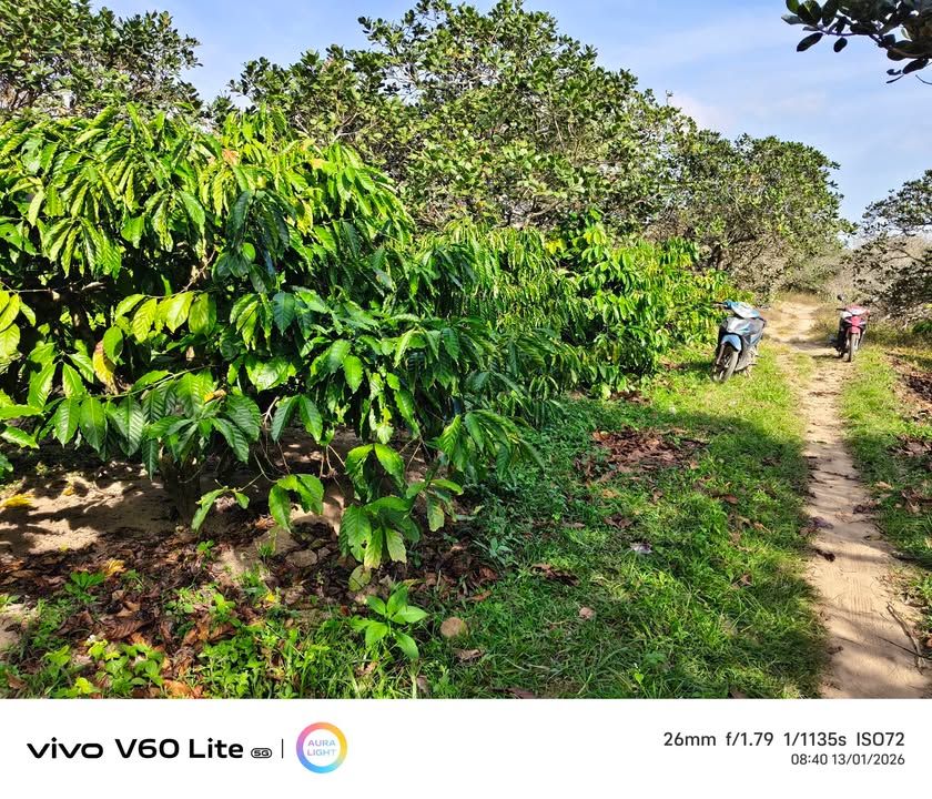 Đất thổ cư 100m² tại Thôn 23, Xã Cư Ni, 3600m² chỉ 800 triệu - Cơ hội đầu tư tốt!