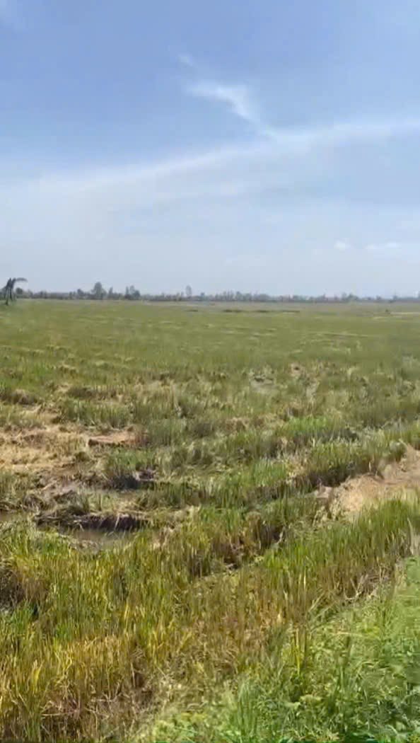 Đất nền Farm tại Xã Hòa Bình Thạnh, Huyện Châu Thành, An Giang 7000m² - Mặt tiền 66m, sổ đỏ chính chủ!