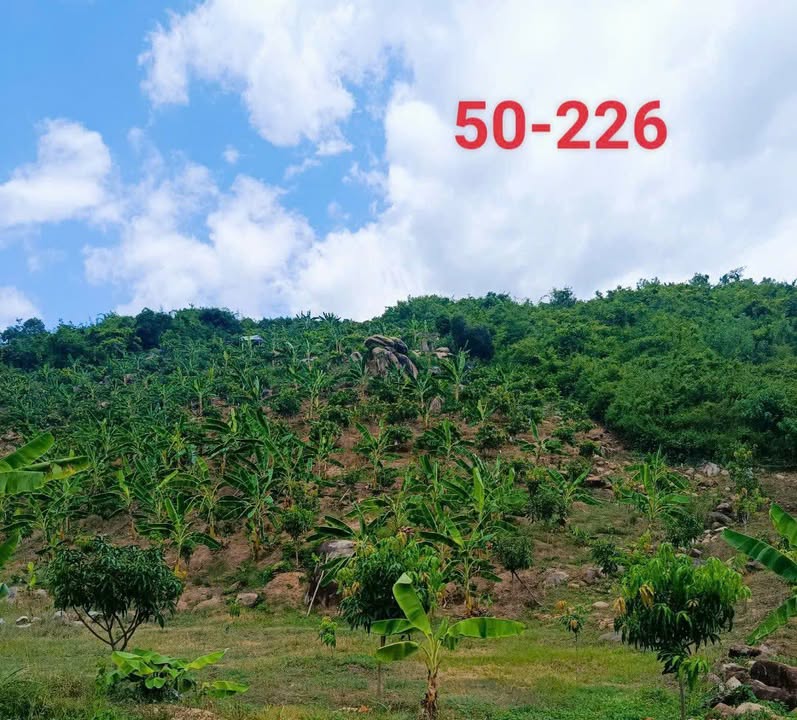 Đất Farm thôn Văn Thuỷ 1, Cam Phước Tây, 65.000m² chỉ 60 tỷ - Tiềm năng sinh lời cao!